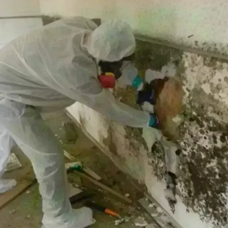 Mold Remediation and Removal in Springfield, NH